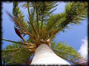 Palm trees