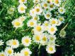 Flowers - Daisies