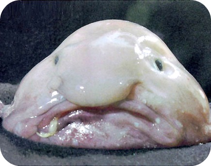 blobfish.jpg