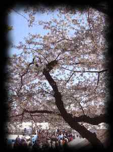 Tree in springtime